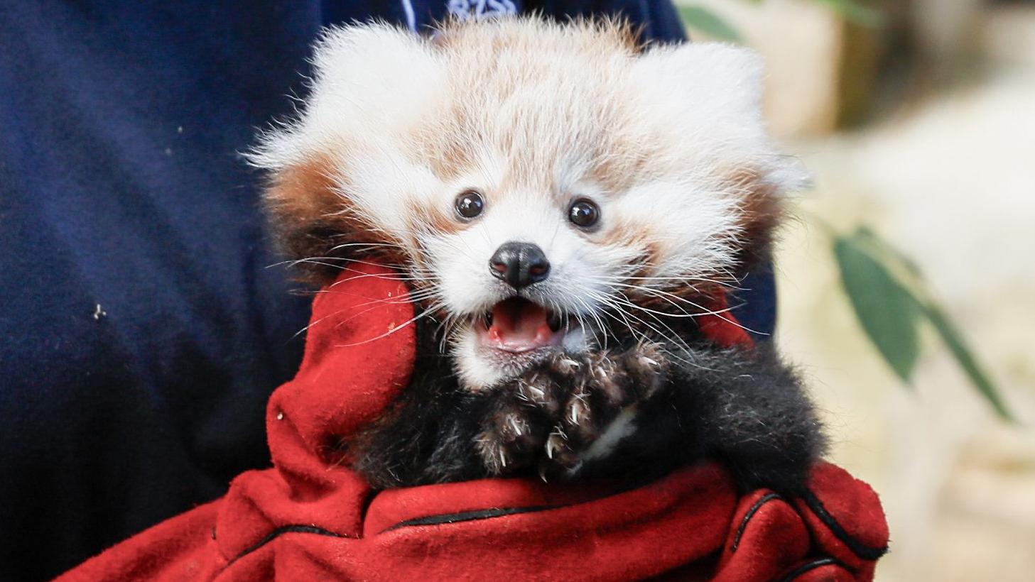 Edinburgh Zoo Calls for Firework Restrictions After Tragic Death of Baby Red Panda Roxie