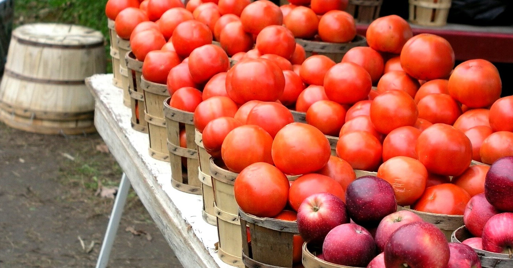 The Hidden Cost of ‘Italian’ Tomato Purees Forced Labour Links Uncovered in UK Supermarkets