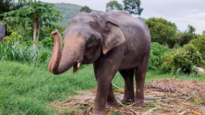 Raja the Tax Collector Elephant Captivates Sri Lanka with His Unique Hustle